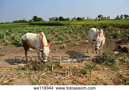 Bull on a agriculture field View Large Photo Image Picture - Bull on a agriculture field. Fotosearch