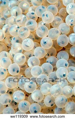 caviar with a whitebait goby fish, Lake Baikal, Siberia, the Russian Federation, Eurasia View Large Photo Image Stock Photo - caviar with a whitebait goby fish, Lake Baikal, Siberia, the Russian Federation, Eurasia. Fotosearch