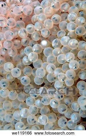 caviar with a whitebait goby fish, Lake Baikal, Siberia, the Russian Federation, Eurasia View Large Photo Image Stock Photograph - caviar with a whitebait goby fish, Lake Baikal, Siberia, the Russian Federation, Eurasia. Fotosearch