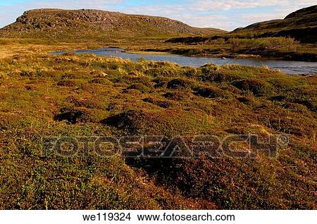 Picture - Coastal landscape, Barents Sea, Russia, Arctic. Fotosearch
