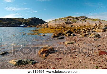 Picture - Coastal landscape, Barents Sea, Russia, Arctic. Fotosearch
