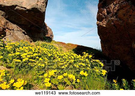 Coastal landscape, Barents Sea, Russia, Arctic View Large Photo Image Stock Image - Coastal landscape, Barents Sea, Russia, Arctic. Fotosearch
