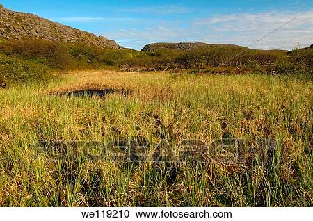 Coastal landscape, Barents Sea, Russia, Arctic View Large Photo Image Stock Image - Coastal landscape, Barents Sea, Russia, Arctic. Fotosearch