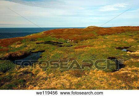 Stock Photograph - Coastal landscape, Barents Sea, Russia, Arctic. Fotosearch