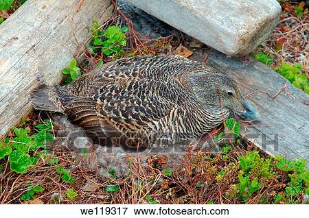 Common Eider Somateria mollissima, Arctic coastline of Kola Peninsula, Russia, Barents Sea View Large Photo Image Stock Photo - Common Eider Somateria mollissima, Arctic coastline of Kola Peninsula, Russia, Barents Sea. Fotosearch