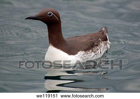 Common Murres or Common Guillemots Uria aalge, Pontoppidan, Barents Sea, Russia, Arctic View Large Photo Image Stock Image - Common Murres or Common Guillemots Uria aalge, Pontoppidan, Barents Sea, Russia, Arctic. Fotosearch