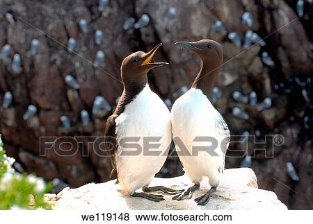 Common Murres or Common Guillemots Uria aalge, Pontoppidan, Barents Sea, Russia, Arctic View Large Photo Image Stock Photo - Common Murres or Common Guillemots Uria aalge, Pontoppidan, Barents Sea, Russia, Arctic. Fotosearch