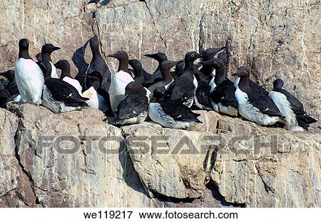 Common Murres or Common Guillemots Uria aalge, Pontoppidan, Barents Sea, Russia, Arctic View Large Photo Image Stock Photo - Common Murres or Common Guillemots Uria aalge, Pontoppidan, Barents Sea, Russia, Arctic. Fotosearch