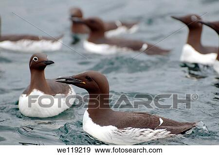 Common Murres or Common Guillemots Uria aalge, Pontoppidan, Barents Sea, Russia, Arctic View Large Photo Image Stock Photo - Common Murres or Common Guillemots Uria aalge, Pontoppidan, Barents Sea, Russia, Arctic. Fotosearch