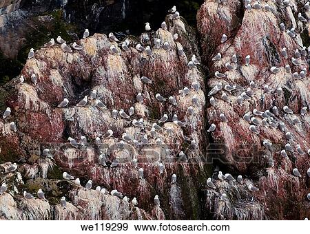 Common Murres or Common Guillemots Uria aalge, Pontoppidan, Barents Sea, Russia, Arctic View Large Photo Image Stock Photo - Common Murres or Common Guillemots Uria aalge, Pontoppidan, Barents Sea, Russia, Arctic. Fotosearch
