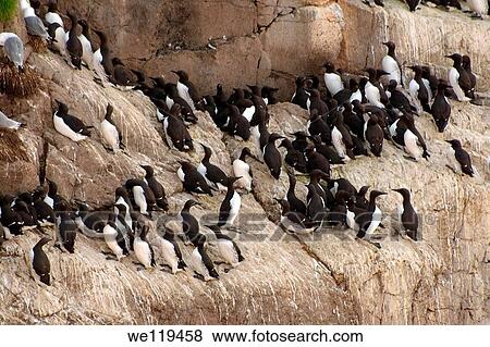 Stock Photo - Common Murres or Common Guillemots Uria aalge, Pontoppidan, Barents Sea, Russia, Arctic. Fotosearch