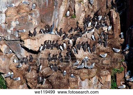 Common Murres or Common Guillemots Uria aalge, Pontoppidan, Barents Sea, Russia, Arctic View Large Photo Image Stock Photo - Common Murres or Common Guillemots Uria aalge, Pontoppidan, Barents Sea, Russia, Arctic. Fotosearch