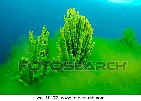 Demosponge Lubomirskia baicalensis, Lake Baikal, Siberia, the Russian Federation, Eurasia View Large Photo Image Stock Image - Demosponge Lubomirskia baicalensis, Lake Baikal, Siberia, the Russian Federation, Eurasia. Fotosearch