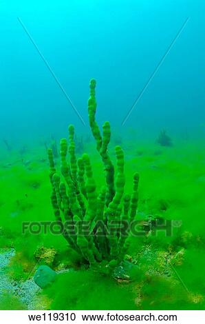 Demosponge Lubomirskia baicalensis, Lake Baikal, Siberia, the Russian Federation, Eurasia View Large Photo Image Stock Image - Demosponge Lubomirskia baicalensis, Lake Baikal, Siberia, the Russian Federation, Eurasia. Fotosearch