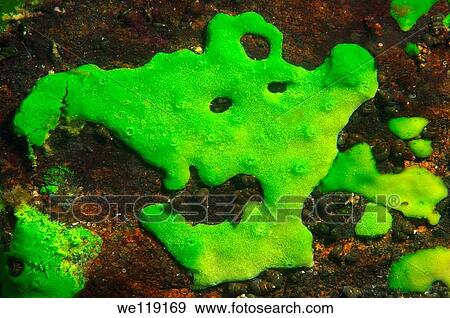 Demosponge Lubomirskia baicalensis, Lake Baikal, Siberia, the Russian Federation, Eurasia View Large Photo Image Stock Photo - Demosponge Lubomirskia baicalensis, Lake Baikal, Siberia, the Russian Federation, Eurasia. Fotosearch