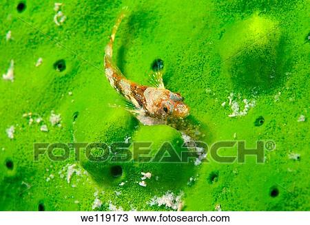 Dwarf sculpin Procottus gurwici, Taliev Lake Baikal, Siberia, Russian Federation, Eurasia View Large Photo Image Stock Image - Dwarf sculpin Procottus gurwici, Taliev Lake Baikal, Siberia, Russian Federation, Eurasia. Fotosearch
