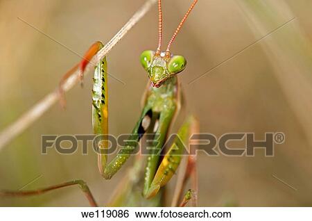 European mantis Praying mantis, Mantis religiosa, Calcareous grassland, Haut-Rhin, France View Large Photo Image Stock Photograph - European mantis Praying mantis, Mantis religiosa, Calcareous grassland, Haut-Rhin, France. Fotosearch