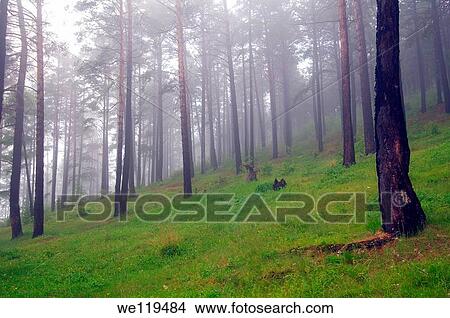 fog in a taiga Lake Baikal, Siberia, Russian Federation View Large Photo Image Picture - fog in a taiga Lake Baikal, Siberia, Russian Federation. Fotosearch