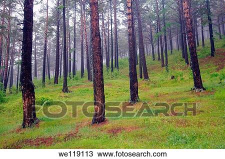 fog in a taiga Lake Baikal, Siberia, Russian Federation View Large Photo Image Stock Image - fog in a taiga Lake Baikal, Siberia, Russian Federation. Fotosearch