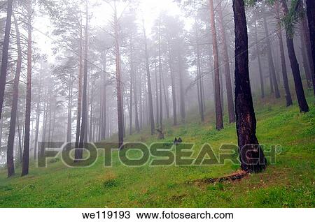 fog in a taiga Lake Baikal, Siberia, Russian Federation View Large Photo Image Stock Image - fog in a taiga Lake Baikal, Siberia, Russian Federation. Fotosearch
