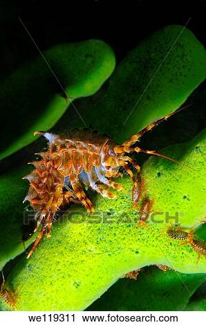Stock Image - Gammarus Macrohectopus branickii Lake Baikal, Siberia, Russian Federation, Eurasia. Fotosearch