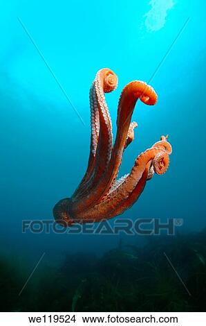 giant Pacific octopus or North Pacific giant octopus Enteroctopus dofleini Japan sea, Far East, Primorsky Krai, Russian Federation View Large Photo Image Picture - giant Pacific octopus or North Pacific giant octopus Enteroctopus dofleini Japan sea, Far East, Primorsky Krai, Russian Federation. Fotosearch