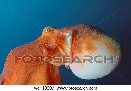 giant Pacific octopus or North Pacific giant octopus Enteroctopus dofleini Japan sea, Far East, Primorsky Krai, Russian Federation View Large Photo Image Stock Photo - giant Pacific octopus or North Pacific giant octopus Enteroctopus dofleini Japan sea, Far East, Primorsky Krai, Russian Federation. Fotosearch