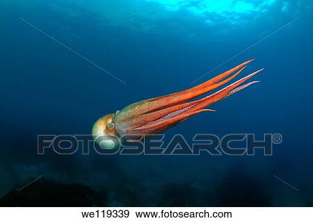giant Pacific octopus or North Pacific giant octopus Enteroctopus dofleini Japan sea, Far East, Primorsky Krai, Russian Federation View Large Photo Image Stock Photo - giant Pacific octopus or North Pacific giant octopus Enteroctopus dofleini Japan sea, Far East, Primorsky Krai, Russian Federation. Fotosearch