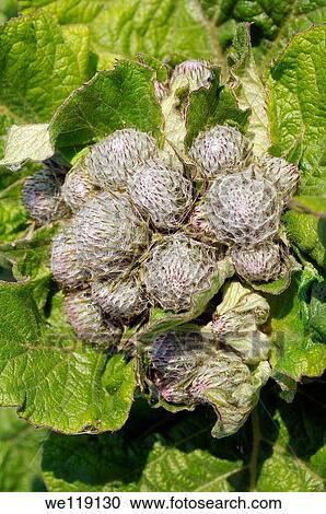 Stock Image - Greater burdock, edible burdock, burdock, lappa Arctium lappa Lake Baikal, Siberia, Russian Federation. Fotosearch