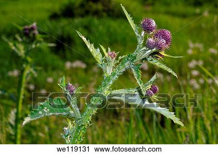Greater burdock, edible burdock, burdock, lappa Arctium lappa Lake Baikal, Siberia, Russian Federation View Large Photo Image Stock Image - Greater burdock, edible burdock, burdock, lappa Arctium lappa Lake Baikal, Siberia, Russian Federation. Fotosearch
