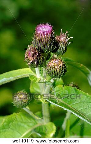 Greater burdock, edible burdock, burdock, lappa Arctium lappa Lake Baikal, Siberia, Russian Federation View Large Photo Image Stock Photo - Greater burdock, edible burdock, burdock, lappa Arctium lappa Lake Baikal, Siberia, Russian Federation. Fotosearch