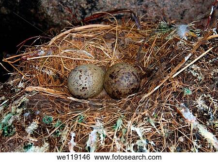 Gull's eggs, nest Rissa tridactyla, at the Barents Sea, Russia, Arctic View Large Photo Image Stock Photograph - Gull's eggs, nest Rissa tridactyla, at the Barents Sea, Russia, Arctic. Fotosearch