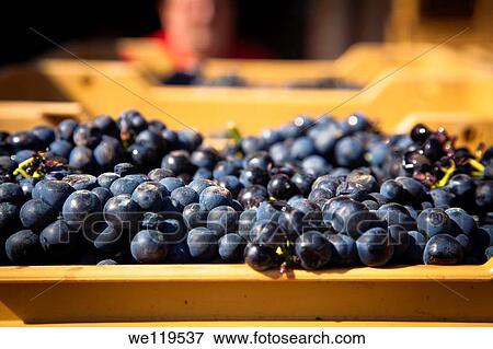 Harvest season in Briones, La Rioja, Spain View Large Photo Image Stock Photo - Harvest season in Briones, La Rioja, Spain. Fotosearch