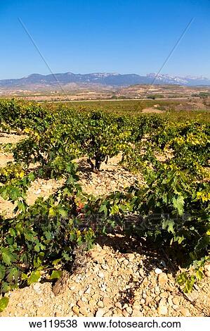 Harvest season in Briones, La Rioja, Spain View Large Photo Image Stock Photo - Harvest season in Briones, La Rioja, Spain. Fotosearch