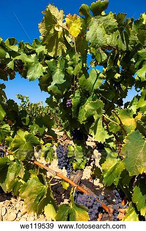 Harvest season in Briones, La Rioja, Spain View Large Photo Image Stock Photo - Harvest season in Briones, La Rioja, Spain. Fotosearch