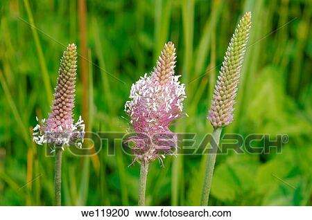 Hoary plantain Plantago media Lake Baikal, Siberia, Russian Federation View Large Photo Image Stock Image - Hoary plantain Plantago media Lake Baikal, Siberia, Russian Federation. Fotosearch