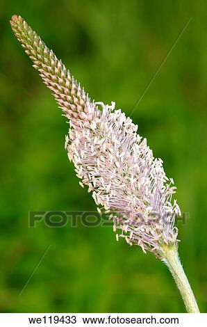 Hoary plantain Plantago media Lake Baikal, Siberia, Russian Federation View Large Photo Image Stock Image - Hoary plantain Plantago media Lake Baikal, Siberia, Russian Federation. Fotosearch