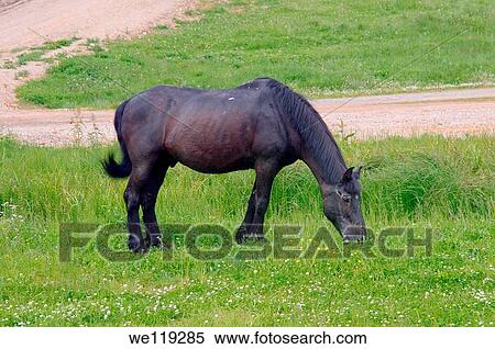 horse, Lake Baikal, Siberia, Russian Federation View Large Photo Image Stock Photography - horse, Lake Baikal, Siberia, Russian Federation. Fotosearch
