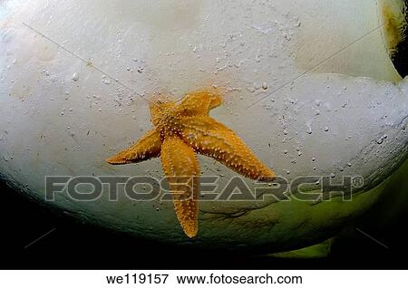 ice diving, Common Starfish or Starfish Asterias Asterias rubens, White Sea, Karelia, north Russia, Arctic View Large Photo Image Stock Photo - ice diving, Common Starfish or Starfish Asterias Asterias rubens, White Sea, Karelia, north Russia, Arctic. Fotosearch
