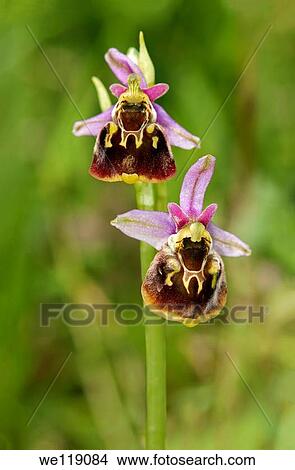 Inflorescense of Bee orchid Ophrys apifera, Orchid family Orchidaceae View Large Photo Image Picture - Inflorescense of Bee orchid Ophrys apifera, Orchid family Orchidaceae. Fotosearch