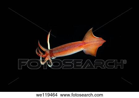 Japanese common squid or Japanese flying squid Todarodes pacificus Japan sea, Far East, Primorsky Krai, Russian Federation View Large Photo Image Picture - Japanese common squid or Japanese flying squid Todarodes pacificus Japan sea, Far East, Primorsky Krai, Russian Federation. Fotosearch