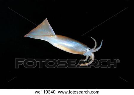 Japanese common squid or Japanese flying squid Todarodes pacificus Japan sea, Far East, Primorsky Krai, Russian Federation View Large Photo Image Stock Image - Japanese common squid or Japanese flying squid Todarodes pacificus Japan sea, Far East, Primorsky Krai, Russian Federation. Fotosearch