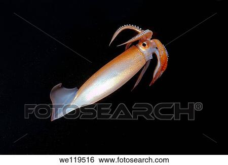 Japanese common squid or Japanese flying squid Todarodes pacificus Japan sea, Far East, Primorsky Krai, Russian Federation View Large Photo Image Stock Photograph - Japanese common squid or Japanese flying squid Todarodes pacificus Japan sea, Far East, Primorsky Krai, Russian Federation. Fotosearch
