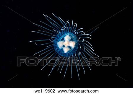 Jellyfish Poisonous gonionemus gonionemus vertens, Japan sea, Far East, Primorsky Krai, Russian Federation View Large Photo Image Stock Image - Jellyfish Poisonous gonionemus gonionemus vertens, Japan sea, Far East, Primorsky Krai, Russian Federation. Fotosearch
