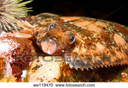 Lemon sole Microstomus kitt, Arctic, Russia, Barents sea View Large Photo Image Stock Image - Lemon sole Microstomus kitt, Arctic, Russia, Barents sea. Fotosearch