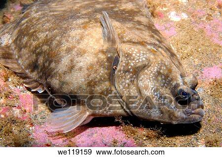 Lemon sole Microstomus kitt, Arctic, Russia, Barents sea View Large Photo Image Stock Photo - Lemon sole Microstomus kitt, Arctic, Russia, Barents sea. Fotosearch