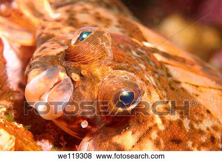 Lemon sole Microstomus kitt, Arctic, Russia, Barents sea View Large Photo Image Stock Photo - Lemon sole Microstomus kitt, Arctic, Russia, Barents sea. Fotosearch