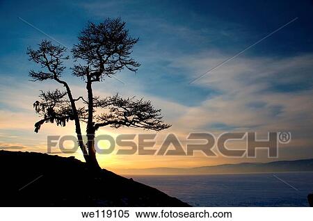 Lonely tree lake Baikal, Siberia, Russia, island Olkhon View Large Photo Image Stock Photography - Lonely tree lake Baikal, Siberia, Russia, island Olkhon. Fotosearch