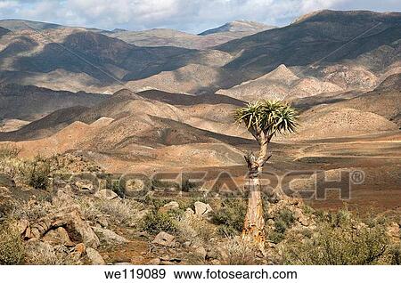 Mountain scenery with Aloe pillansi Giant Quiver Tree in the forground, Richtersveld Transfrontier National Park, South Africa View Large Photo Image Stock Photo - Mountain scenery with Aloe pillansi Giant Quiver Tree in the forground, Richtersveld Transfrontier National Park, South Africa. Fotosearch