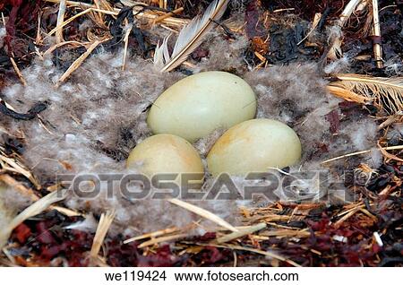 Picture - Nest with eggs of the Common Eider Somateria mollissima, Kola Peninsula, Barents Sea, RussiaNest with eggs of the Common Eider Somateria mollissima, Kola Peninsula, Barents Sea, Russia. Fotosearch
